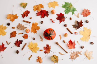 Sonbahar kompozisyonu. Beyaz arka plan üzerinde sonbahar yapraklarından yapılmış çerçeve. Flatlay, üst görünüm, kopyalama alanı. Sonbahar kavramı.