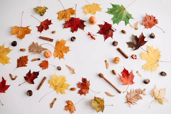 Sonbahar kompozisyonu. Beyaz arka plan üzerinde sonbahar yapraklarından yapılmış çerçeve. Flatlay, üst görünüm, kopyalama alanı. Sonbahar kavramı.