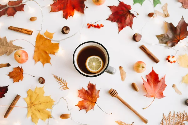Sonbahar kompozisyonu. Beyaz arka plan üzerinde sonbahar yapraklarından yapılmış çerçeve. Flatlay, üst görünüm, kopyalama alanı. Sonbahar kavramı.