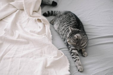 Battaniyenin üzerinde yatan komik İskoç heteroseksüel kedi. Evcil kedi yavrusu, yakın plan fotoğraf. Kedi portresi. Ev konsepti. hygge biçimi