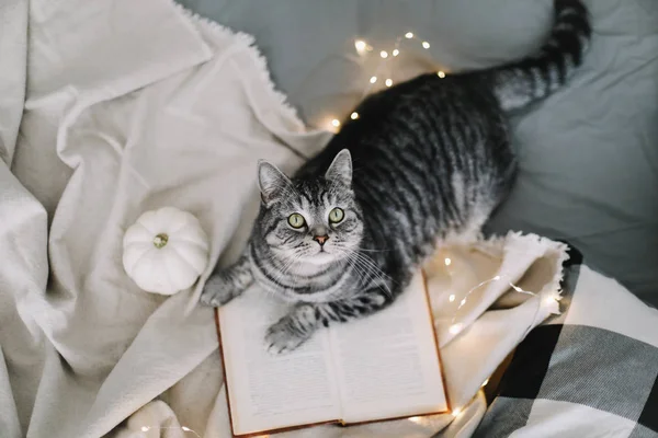 Lustige schottische Hetero-Katze auf der Decke liegend. Haustier niedlichen Kätzchen Nahaufnahme Foto. cat portrait.cozy Home Konzept. Hygge-Stil — Stockfoto