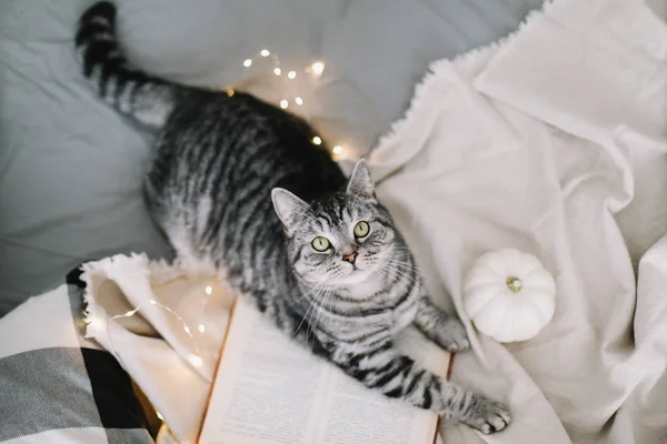 Funny Scottish straight cat lying on the blanket. Home pet cute kitten close up photo. Cat Portrait.Cozy home concept. hygge style — Stock Photo, Image