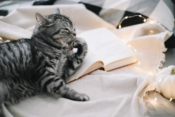 Αστεία σκωτσέζικη γάτα ξαπλωμένη στην κουβέρτα. Αρχική κατοικίδιο ζώο χαριτωμένο γατάκι από κοντά φωτογραφία. Cat Portrait.Cozy έννοια σπίτι. στυλ hygge — Φωτογραφία Αρχείου