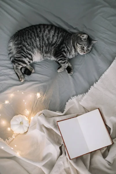 Lustige schottische Hetero-Katze auf der Decke liegend. Haustier niedlichen Kätzchen Nahaufnahme Foto. cat portrait.cozy Home Konzept. Hygge-Stil — Stockfoto