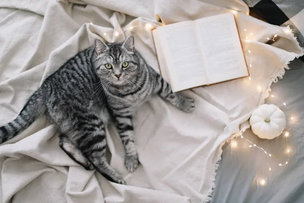 Battaniyenin üzerinde yatan komik İskoç heteroseksüel kedi. Evcil kedi yavrusu, yakın plan fotoğraf. Kedi portresi. Ev konsepti. hygge biçimi