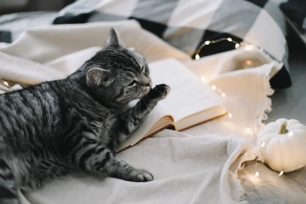 有趣的苏格兰纯正猫躺在毛毯上. 家养宠物可爱的小猫近照. 猫的肖像。舒适的家的概念。 Hgge风格 — 图库照片