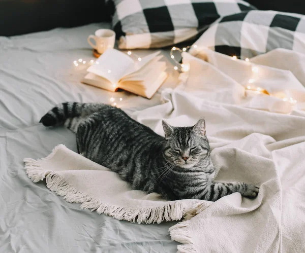 Battaniyenin üzerinde yatan komik İskoç heteroseksüel kedi. Evcil kedi yavrusu, yakın plan fotoğraf. Kedi portresi. Ev konsepti. hygge biçimi