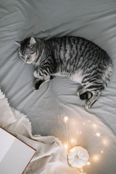 Lustige schottische Hetero-Katze auf der Decke liegend. Haustier niedlichen Kätzchen Nahaufnahme Foto. cat portrait.cozy Home Konzept. Hygge-Stil — Stockfoto