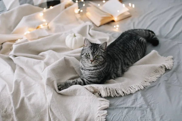 Дивний шотландський прямий кіт лежав на ковдрі. Домашнє улюблене миле кошеня, закрийте фото. Cat Portrait.Cozy Home Concept hygge style — стокове фото