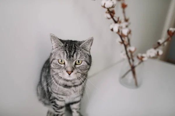 Gato lindo posando com flores no fundo branco. interior do café gato moderno. Retrato de gato. Gato bonito tiro em casa . — Fotografia de Stock