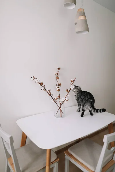 白い背景に花を持つ素敵な猫。現代の猫カフェの内装。猫の肖像。かわいい猫屋内撮影. — ストック写真