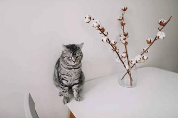 Härlig katt poserar med blommor på vit bakgrund. interiören i modernt kattcafé. Kattporträtt. Söt katt inomhus fotografering. — Stockfoto