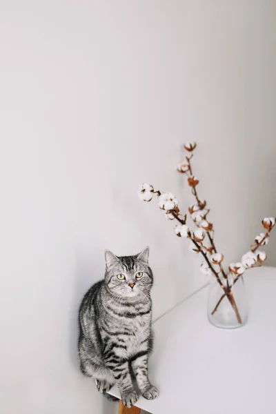 Charmant chat posant avec des fleurs sur fond blanc. intérieur du café chat moderne. Portrait de chat. Chat mignon tir intérieur . — Photo