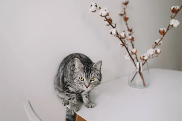 Härlig katt poserar med blommor på vit bakgrund. interiören i modernt kattcafé. Kattporträtt. Söt katt inomhus fotografering. — Stockfoto