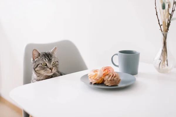 Funny cat looks out from under table. A hungry domestic cat is sitting at a table with breakfast. Coffee and sweets.