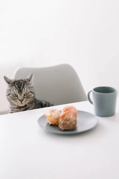Смішний кіт дивиться з-під столу. Голодний домашній кіт сидить за столом зі сніданком. Кава і цукерки . — стокове фото