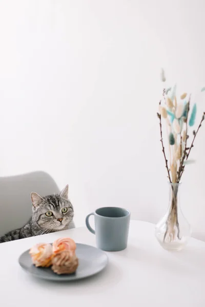 Gato engraçado olha para fora de debaixo da mesa. Um gato doméstico faminto está sentado em uma mesa com café da manhã. Café e doces . — Fotografia de Stock
