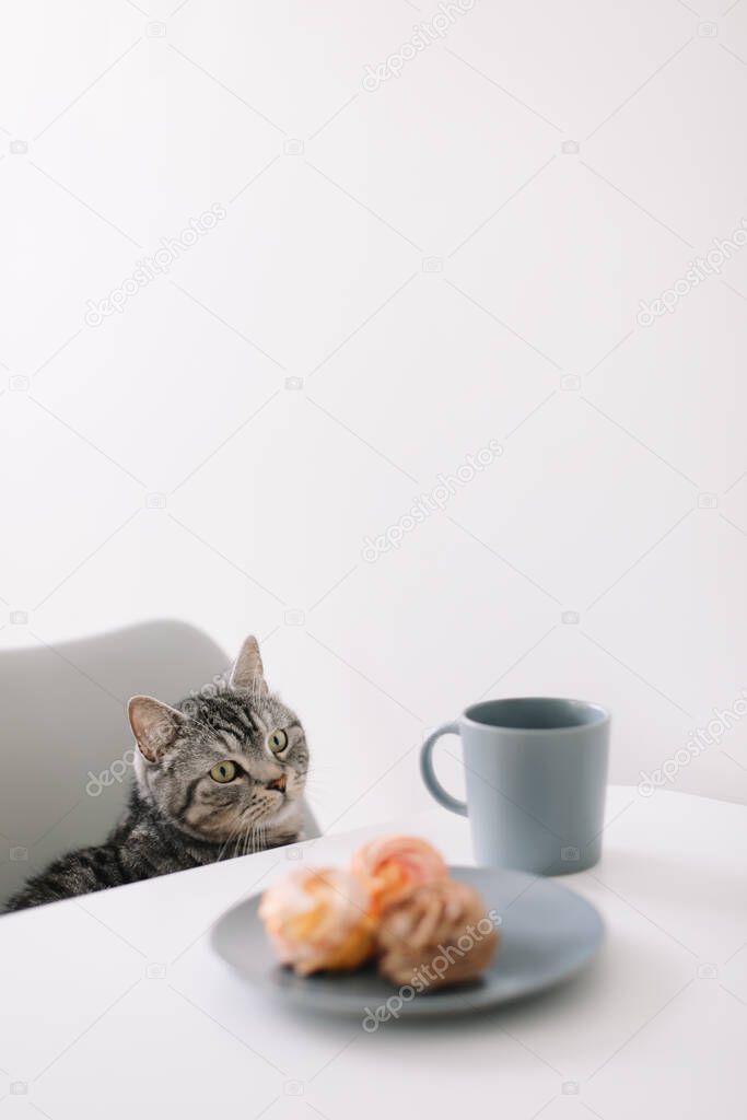 Funny cat looks out from under table. A hungry domestic cat is sitting at a table with breakfast. Coffee and sweets. 