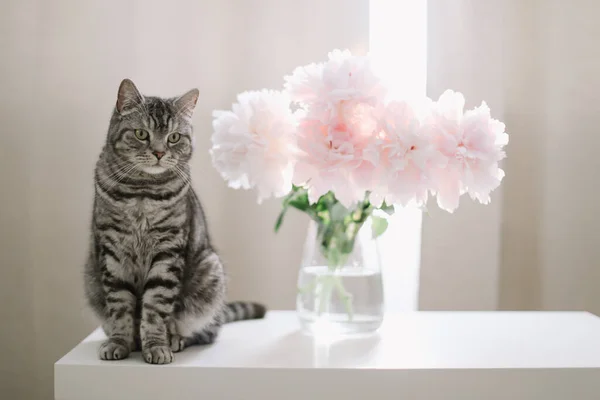 Забавный кот и кувшин с цветами на столе в светлой комнате. Кошачий портрет. Обычная шотландская кошка — стоковое фото