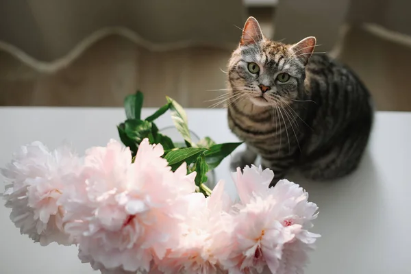 Grappige kat en kruik met bloemen op een tafel in de lichte kamer. Kattenportret. Schotse rechte kat binnen — Stockfoto