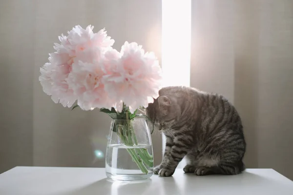 Grappige kat en kruik met bloemen op een tafel in de lichte kamer. Kattenportret. Schotse rechte kat binnen — Stockfoto