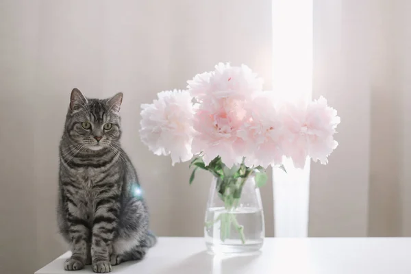 Rolig katt och kanna med blommor på ett bord i ljust rum. Kattporträtt. Scottish raka katt inomhus — Stockfoto