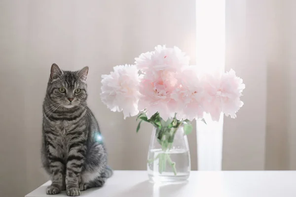 Gato engraçado e jarro com flores em uma mesa na sala leve. Retrato de gato. Escocês gato reto dentro de casa — Fotografia de Stock