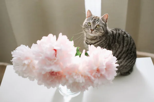 Gato divertido y jarra con flores en una mesa en la sala de luz. Retrato de gato. Escocés recta gato dentro —  Fotos de Stock