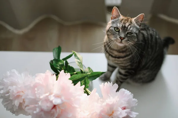 Gato divertido y jarra con flores en una mesa en la sala de luz. Retrato de gato. Escocés recta gato dentro —  Fotos de Stock