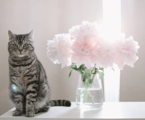 Gato engraçado e jarro com flores em uma mesa na sala leve. Retrato de gato. Escocês gato reto dentro de casa — Fotografia de Stock