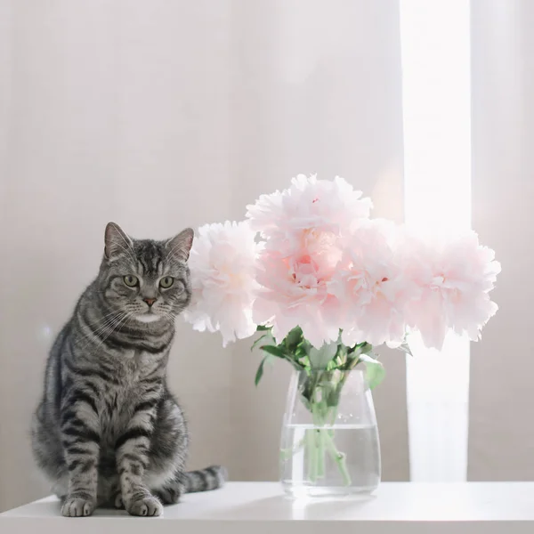 Rolig katt och kanna med blommor på ett bord i ljust rum. Kattporträtt. Scottish raka katt inomhus — Stockfoto