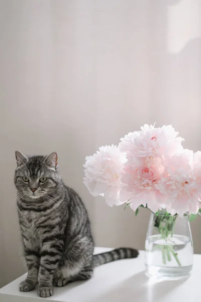 Drôle de chat et cruche avec des fleurs sur une table dans la pièce lumineuse. Portrait de chat. Chat écossais droit à l'intérieur — Photo