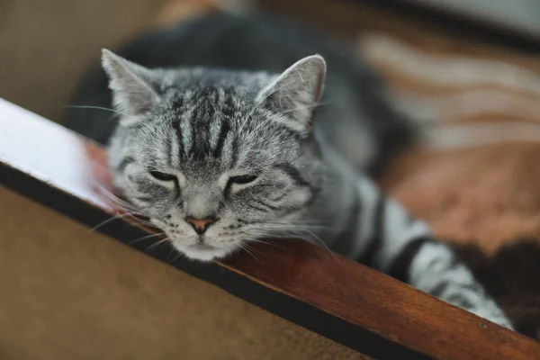 Domácí mazlíček roztomilé kotě kočka ležící v křesle s legrační pohled zblízka fotografie. Roztomilá skotská kočka uvnitř. Portrét kočky — Stock fotografie