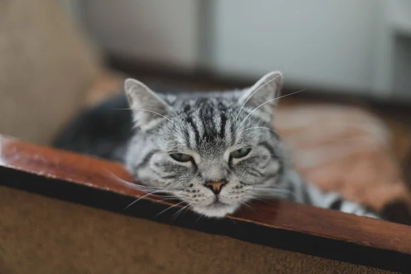 집에서 기르는 귀여운 고양이 고양이가 의자에 누워 있습니다. 웃긴 근접 사진과 함께 말이죠. 실내에 있는 스코틀랜드인 직립 고양이를 귀엽게 본다. 고양이의 특징 — 스톡 사진