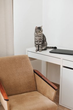 Evcil kedili ev ofisi. Evdeki iş yerinde sevimli kedi yavrusu. Diz üstü bilgisayarın yanında İskoç bir kedi. Ev kavramından çalış