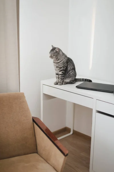 Bureau à domicile avec chat de compagnie. Chaton mignon chat au travail à la maison. Chat droit écossais près d'un ordinateur portable. Concept de travail à domicile — Photo