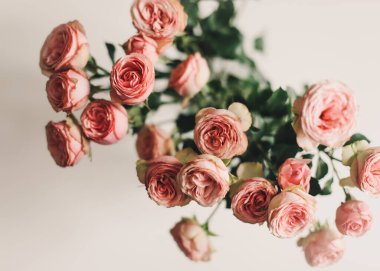 Beyaz arka planda pembe güller olan çiçek kompozisyonu. Düz yatar, üst görünüm bayram kutlaması kahraman başlığı