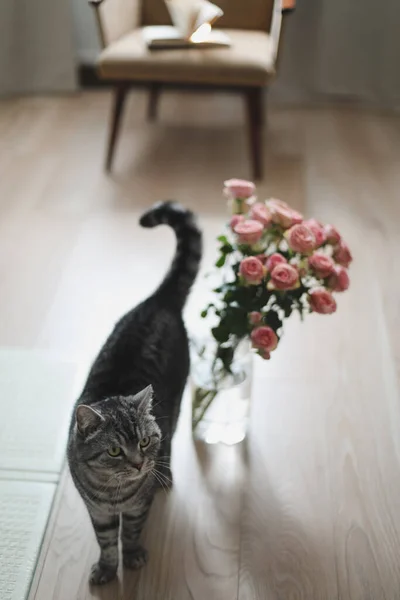 Vicces macska és kancsó virágokkal a fényszobában. Aranyos macska, váza rózsákkal, fotel egy kényelmes szobában. Belső dekoráció — Stock Fotó