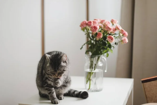 Vtipná kočka a džbán s květinami ve světelné místnosti. Roztomilá kočka, váza s růžemi, křeslo v útulném pokoji. Interiérová dekorace — Stock fotografie
