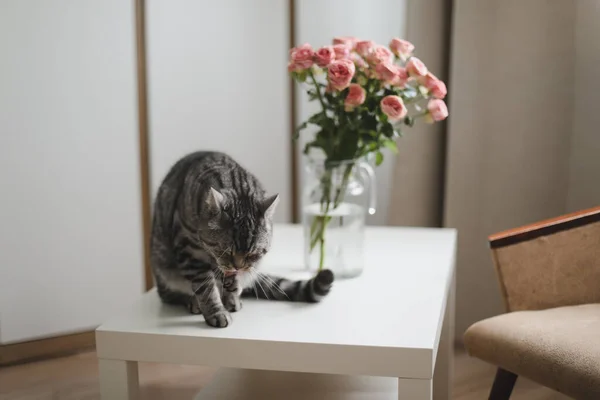 Rolig katt och kanna med blommor i ljust rum. Söt katt, vas med rosor, fåtölj i ett mysigt rum. Inredning — Stockfoto