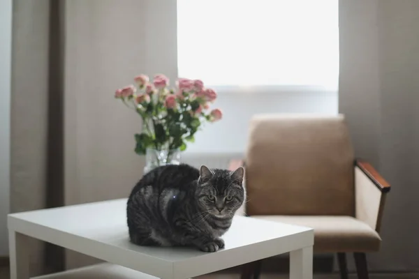 Rolig katt och kanna med blommor i ljust rum. Söt katt, vas med rosor, fåtölj i ett mysigt rum. Inredning — Stockfoto