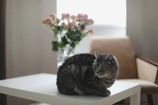 Grappige kat en kruik met bloemen in de lichte kamer. Leuke kat, vaas met rozen, fauteuil in een gezellige kamer. Binnenhuisdecoratie — Stockfoto