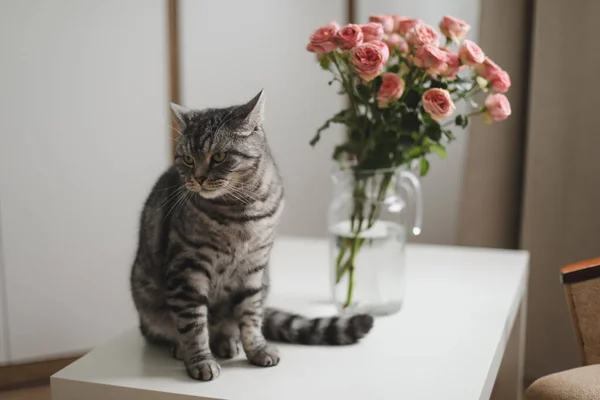 Rolig katt och kanna med blommor i ljust rum. Söt katt, vas med rosor, fåtölj i ett mysigt rum. Inredning — Stockfoto