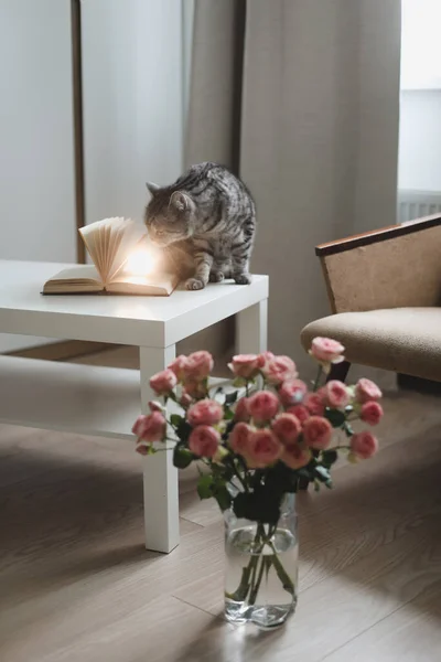 面白い猫と光の部屋で花とジャグ。かわいい猫、バラの花瓶、居心地の良い部屋のアームチェア。内装 — ストック写真