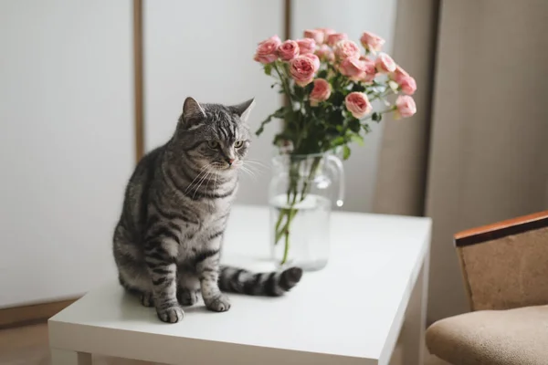 Смешной кот и кувшин с цветами в светлой комнате. Милая кошка, ваза с розами, кресло в уютной комнате. Интерьер — стоковое фото