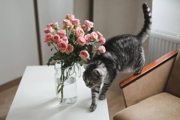 Vicces macska és kancsó virágokkal a fényszobában. Aranyos macska, váza rózsákkal, fotel egy kényelmes szobában. Belső dekoráció — Stock Fotó