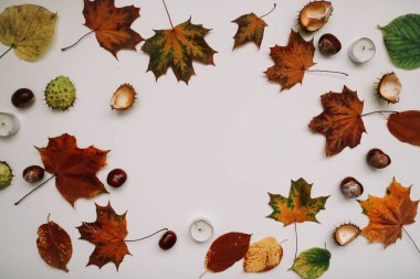 Beyaz arkaplandaki yapraklardan oluşan sonbahar çerçevesi, boşluğu kopyala. Düz yerde, üst tarafta. Sonbahar, sonbahar, Şükran Günü konsepti