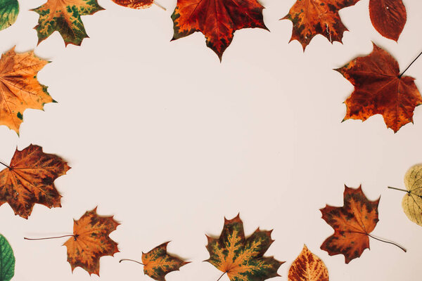 Autumn frame made of leaves on white background, copy space. Flat lay, top view. Autumn, fall, thanksgiving day concept