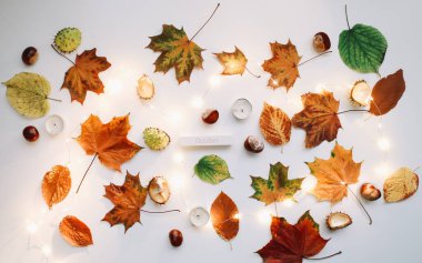 Sonbahar kompozisyonu. Renkli yapraklar, beyaz arka planda kestaneler. Ekim ayı yatıyordu. Üst görünüm, boşluğu kopyala. Çiçek tasarımı 