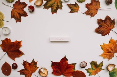 Sonbahar kompozisyonu. Renkli yapraklar, beyaz arka planda kestaneler. Ekim ayı yatıyordu. Üst görünüm, boşluğu kopyala. Çiçek tasarımı 